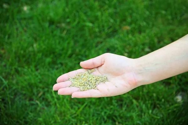 Удобрения для газона: чем подкормить газон весной, летом и осенью