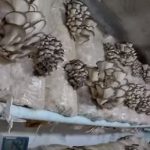 Выращивание грибов в домашних условиях: главные особенности и инструкция для новичков