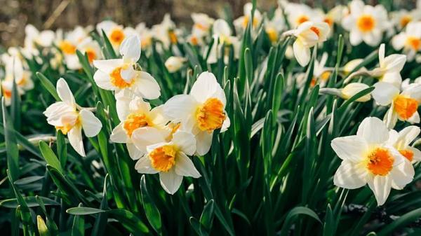 Луковичные садовые цветы – названия, описания и фото Луковичные садовые цветы – названия, описания и фото