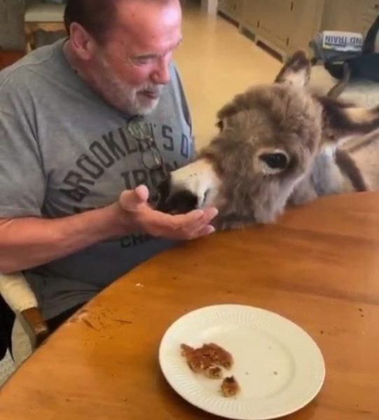 Дом Арнольда Шварценеггера: где живет железный Арни? Дом Арнольда Шварценеггера: где живет железный Арни?