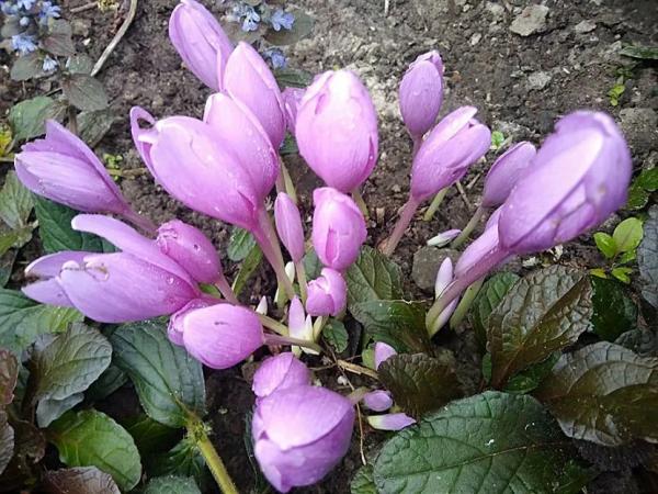 Луковичные садовые цветы – названия, описания и фото Луковичные садовые цветы – названия, описания и фото