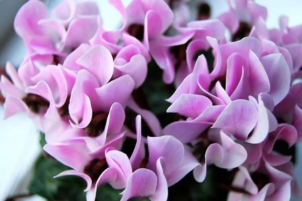 Луковичные садовые цветы – названия, описания и фото Луковичные садовые цветы – названия, описания и фото