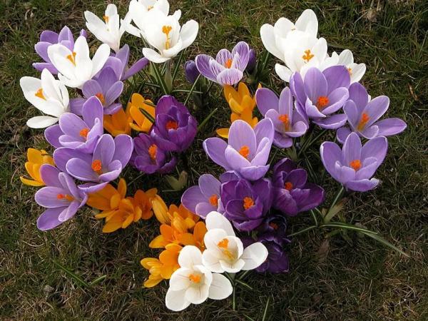 Луковичные садовые цветы – названия, описания и фото Луковичные садовые цветы – названия, описания и фото