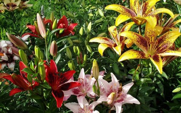 Луковичные садовые цветы – названия, описания и фото Луковичные садовые цветы – названия, описания и фото