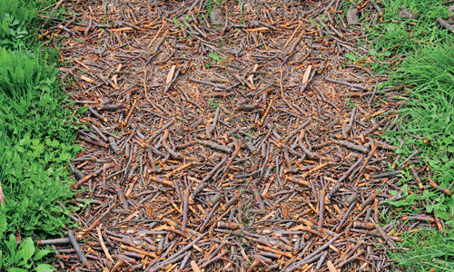 Деревянные дорожки на даче своими руками: популярные материалы изготовления Деревянные дорожки на даче своими руками: популярные материалы изготовления