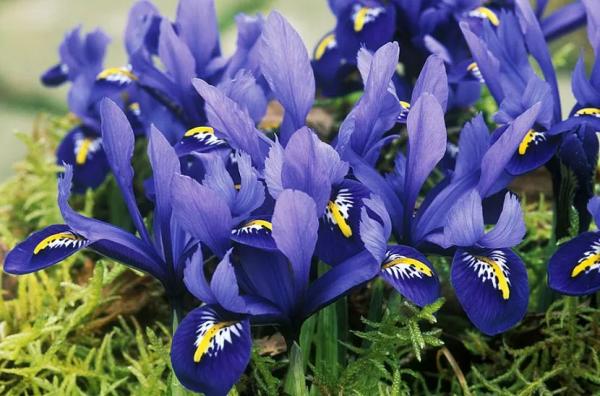 Луковичные садовые цветы – названия, описания и фото Луковичные садовые цветы – названия, описания и фото