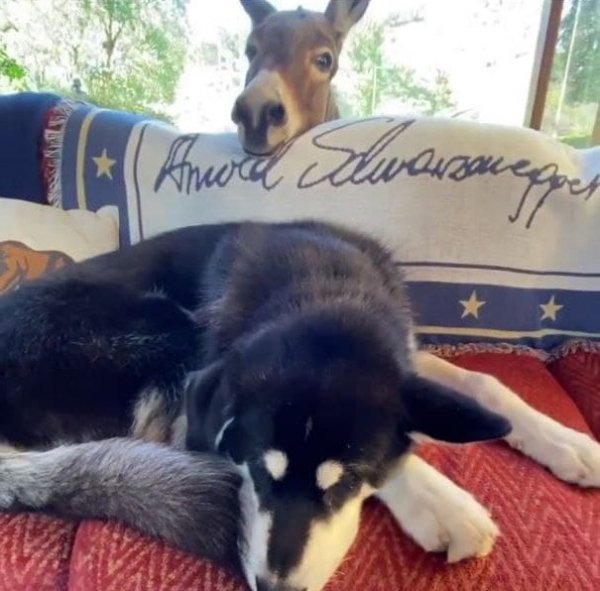 Дом Арнольда Шварценеггера: где живет железный Арни? Дом Арнольда Шварценеггера: где живет железный Арни?