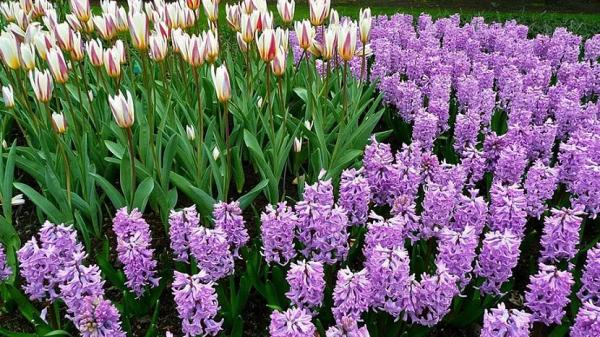 Луковичные садовые цветы – названия, описания и фото Луковичные садовые цветы – названия, описания и фото