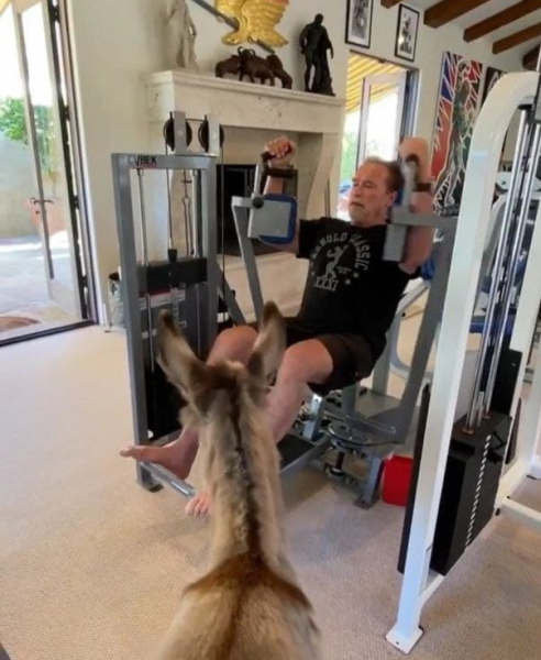 Дом Арнольда Шварценеггера: где живет железный Арни? Дом Арнольда Шварценеггера: где живет железный Арни?