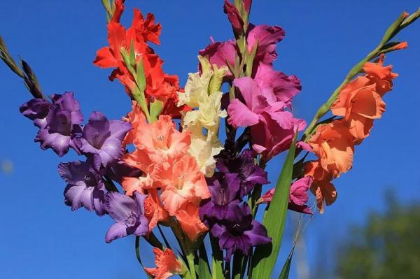 Луковичные садовые цветы – названия, описания и фото Луковичные садовые цветы – названия, описания и фото