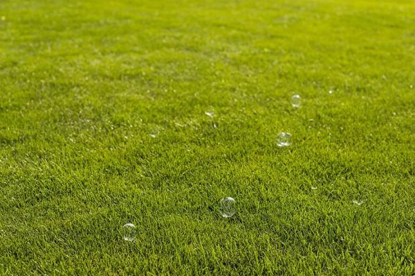 Удобрения для газона: чем подкормить газон весной, летом и осенью